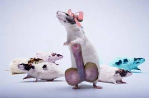 Actualités sur le cannabis