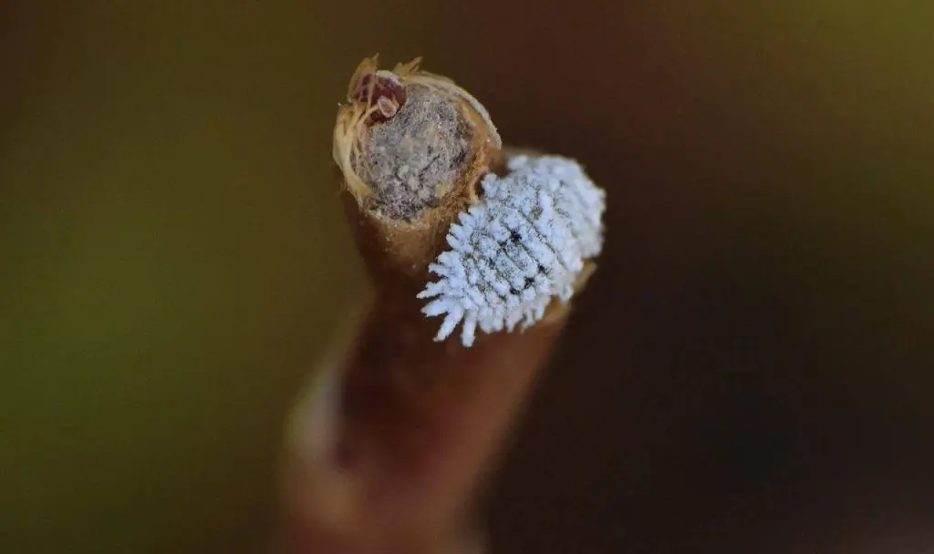 Comment éliminer la cochenille farineuse ?