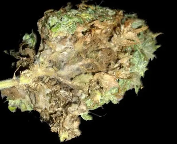 comment combattre le botrytis comment combattre le botrytis