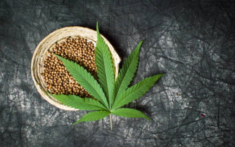 Actualités sur le cannabis