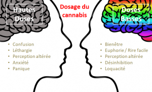 Actualités sur le cannabis
