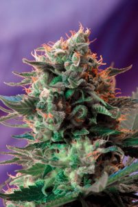 Une famille classique et puissante de Sweet Seeds® : Jack 47® dans toutes ses versions Une famille classique et puissante de Sweet Seeds® : Jack 47® dans toutes ses versions