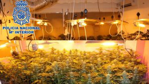 Actualités sur le cannabis