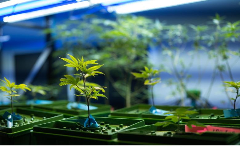 Actualités sur le cannabis