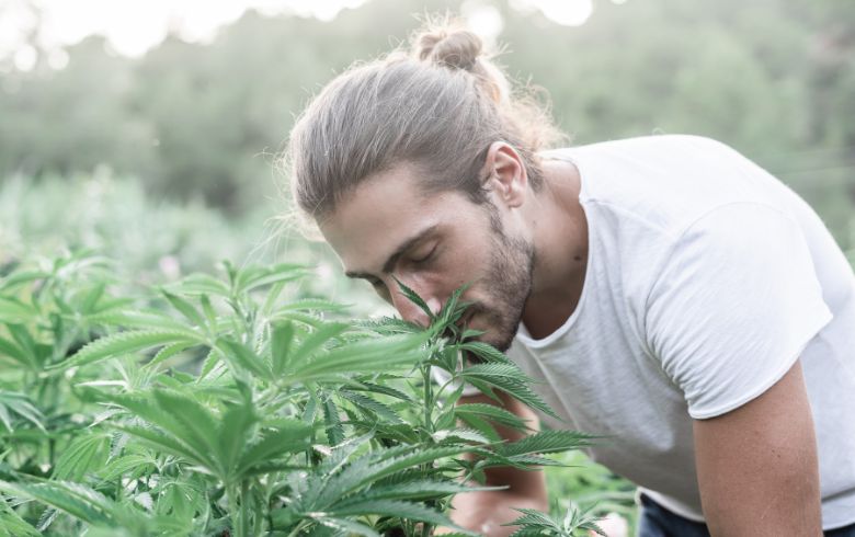 Actualités sur le cannabis