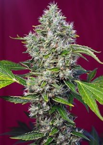 Les variétés les plus résineuses de Sweet Seeds photo de San Fernando Lemon Kush® (SWS62) les varietes les plus resineuses de sweet seeds