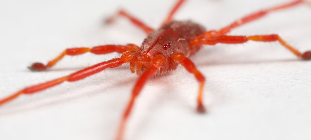 Araña roja
