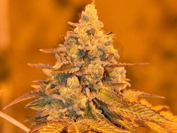 Bourgeon de cannabis Technique du Low Stress Training