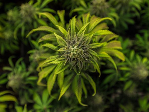 Cannabis thérapeutique