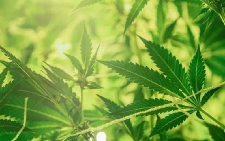 comment palisser les plantes de cannabis