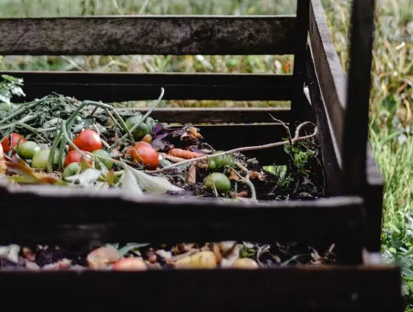 mycéliums sur terre