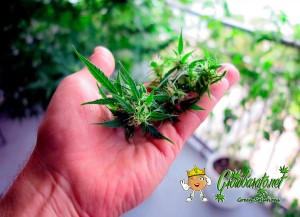 Actualités sur le cannabis