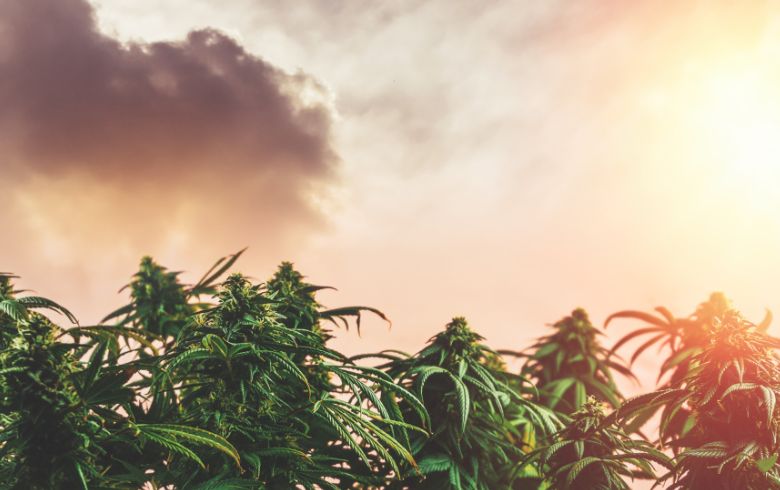 Actualités sur le cannabis