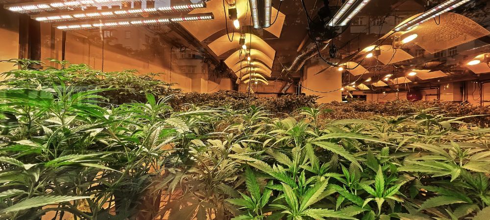 salle de culture intérieure avec des plantes de cannabis éclairées par des panneaux LED fixés au plafond.
