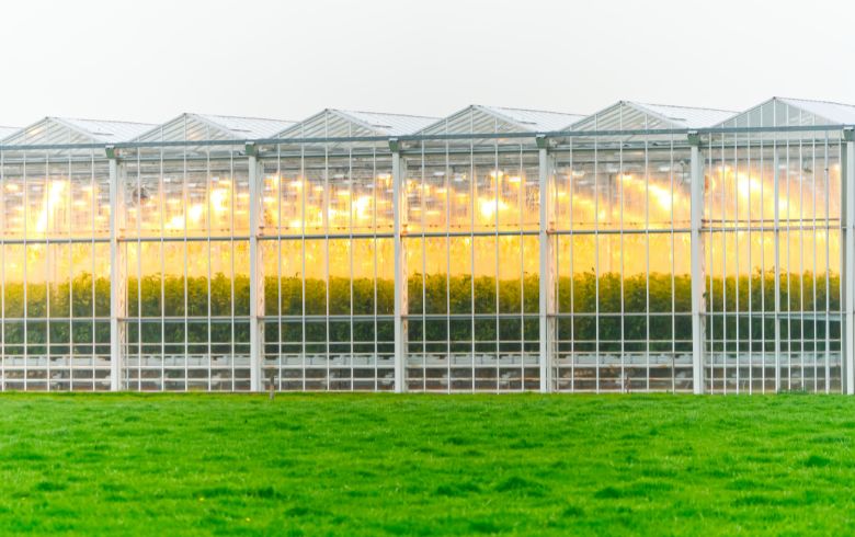 Elegir variedad para cultivo interior