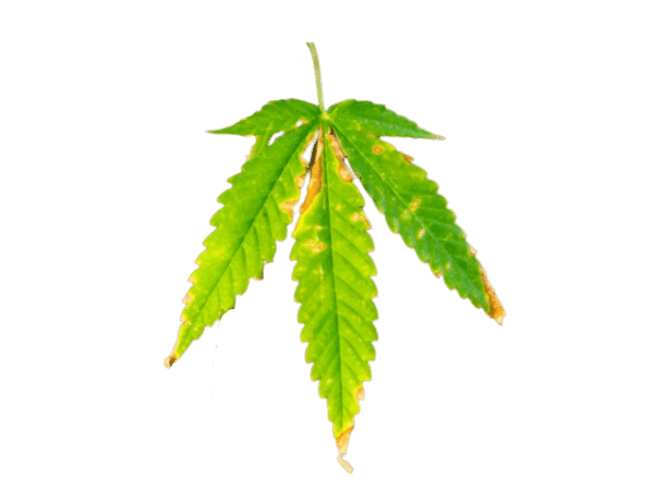 Maladies des plantes de cannabis