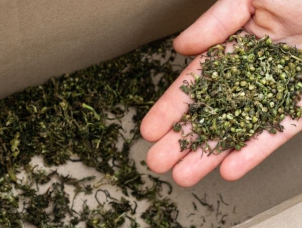 Graines graines du cannabis