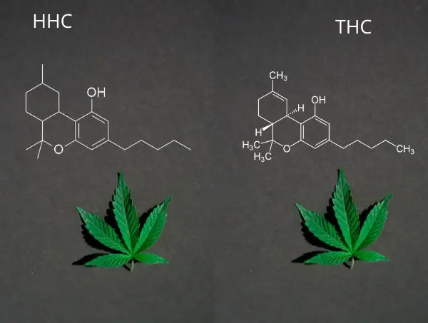 hhc et thc