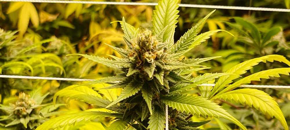 Feuilles jaunes sur le cannabis