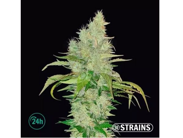 ice cream cake gb strains