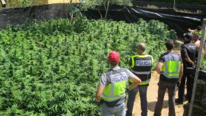 22 kg de Cannabis pour consommation personnelle