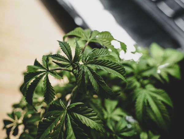 Analyse de produits Analyse de produits