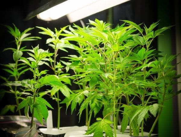 La distance entre la lampe et les plantes erreurs frequentes dans la culture du cannabis