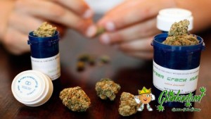 Les cannabinoïdes inhibent la croissance des cellules cancéreuses