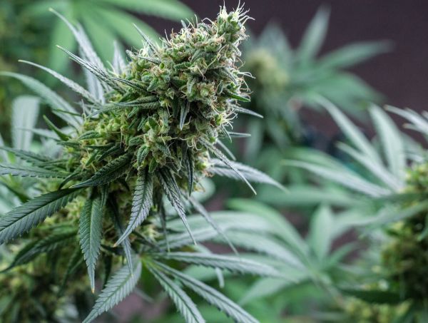 Cannabis thérapeutique