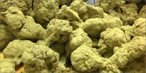 Actualités sur le cannabis