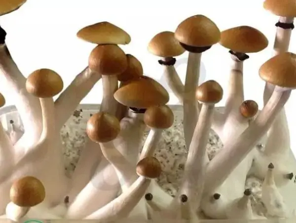 champignons avec mycélium