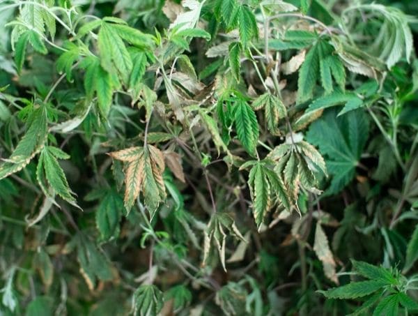 Plantes de cannabis erreurs frequentes dans la culture du cannabis