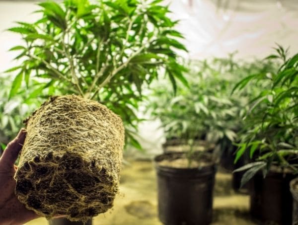 Racines erreurs frequentes dans la culture du cannabis