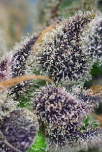 Découvrez toutes les variétés riches en CBD de Sweet Seeds® Découvrez toutes les variétés riches en CBD de Sweet Seeds®