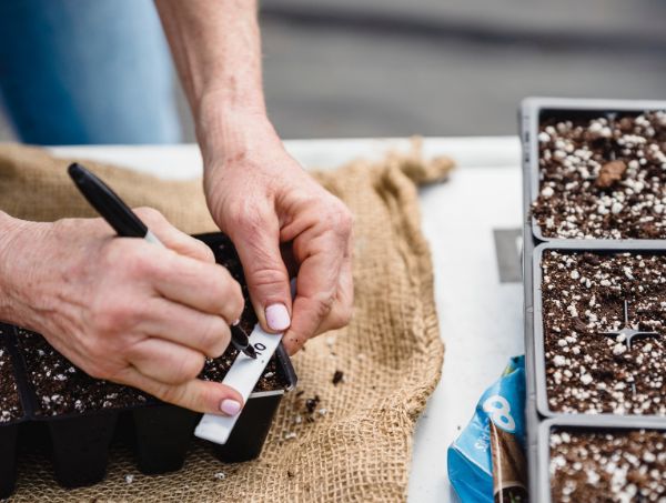 Guide pour le soin de plantules de cannabis