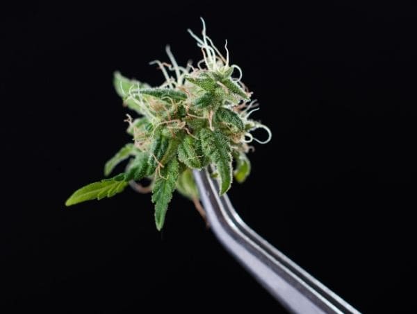 trichomes du cannabis
