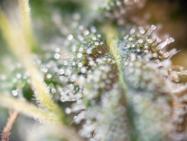 trichomes du cannnabis