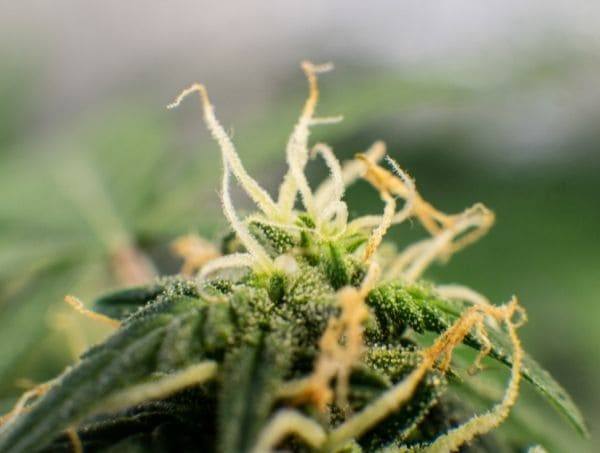 trichomes du cannabis