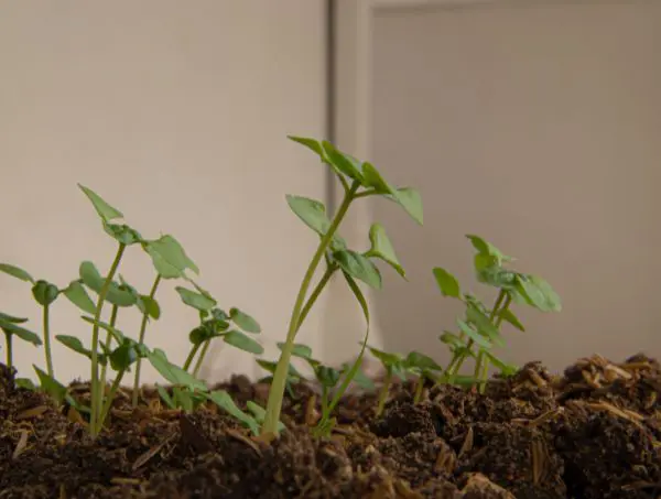 Plantule de cannabis