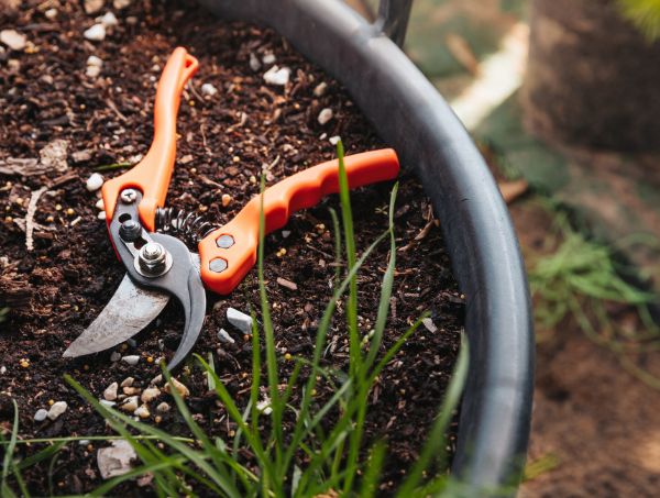 Comment tailler le cannabis en extérieur