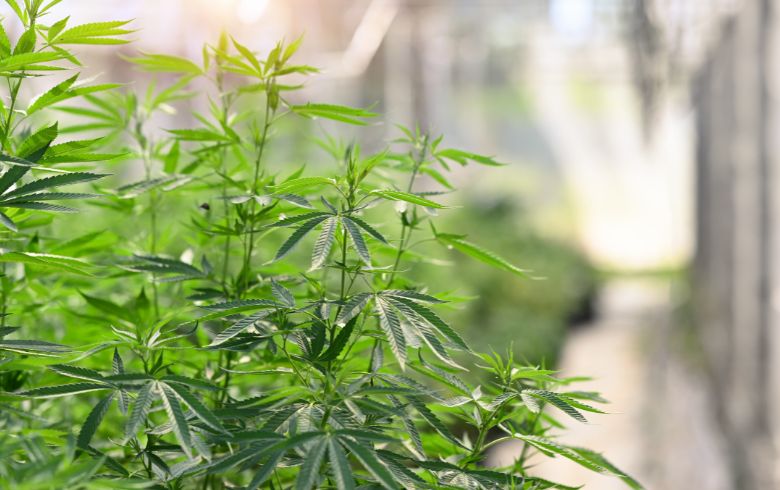 Actualités sur le cannabis