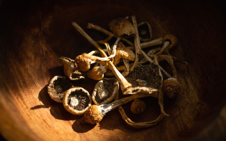 Actualités sur le cannabis