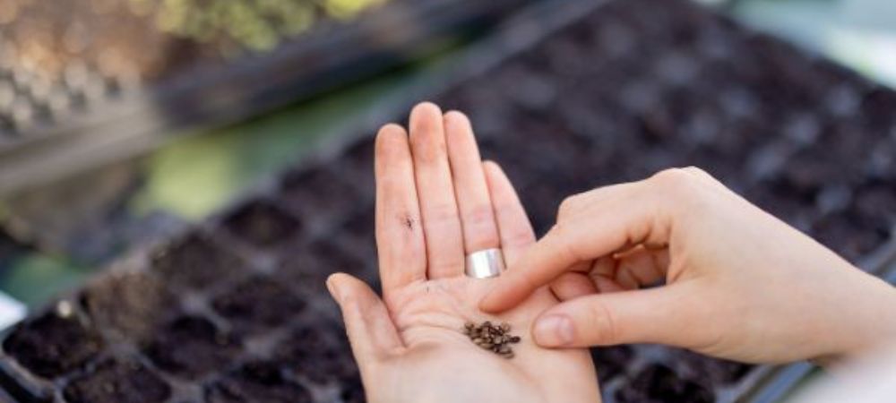 comment cultiver CBD comment cultiver CBD