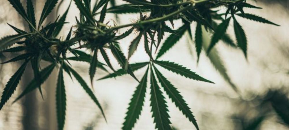 bienfaits CBD bienfaits CBD