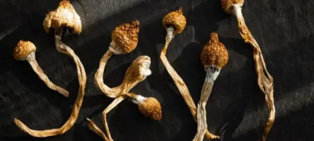 Champignons magiques