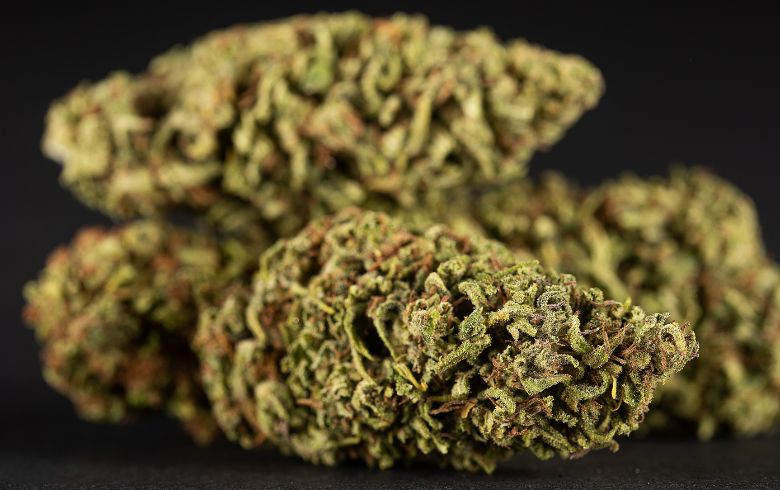 Actualités sur le cannabis