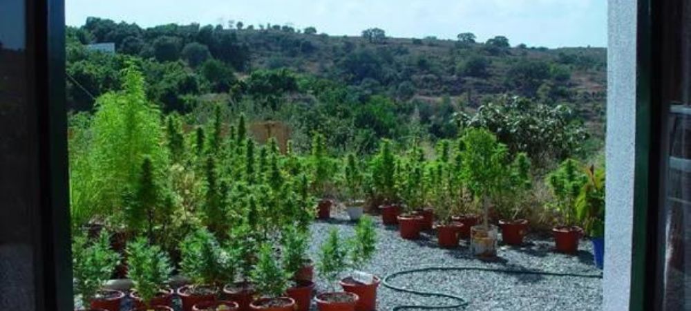 culture de cannabis en extérieur culture de cannabis en extérieur