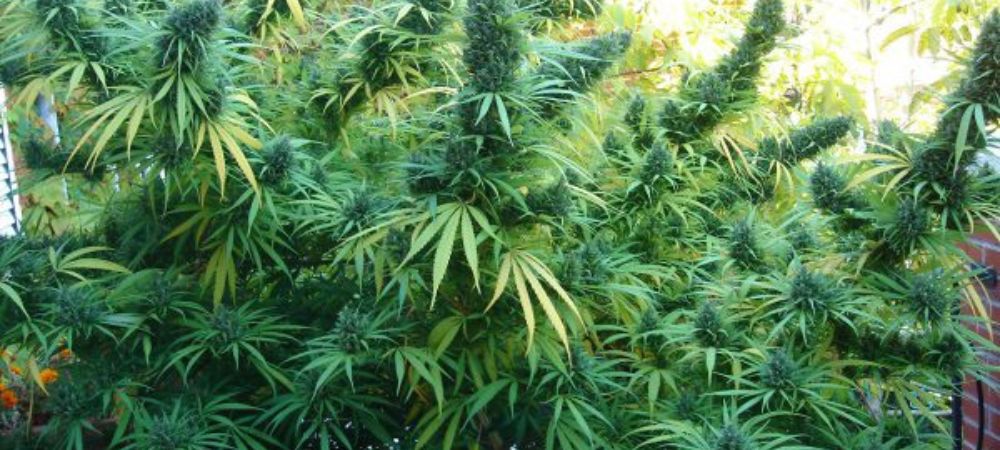 cultiver du cannabis en extérieur cultiver du cannabis en extérieur