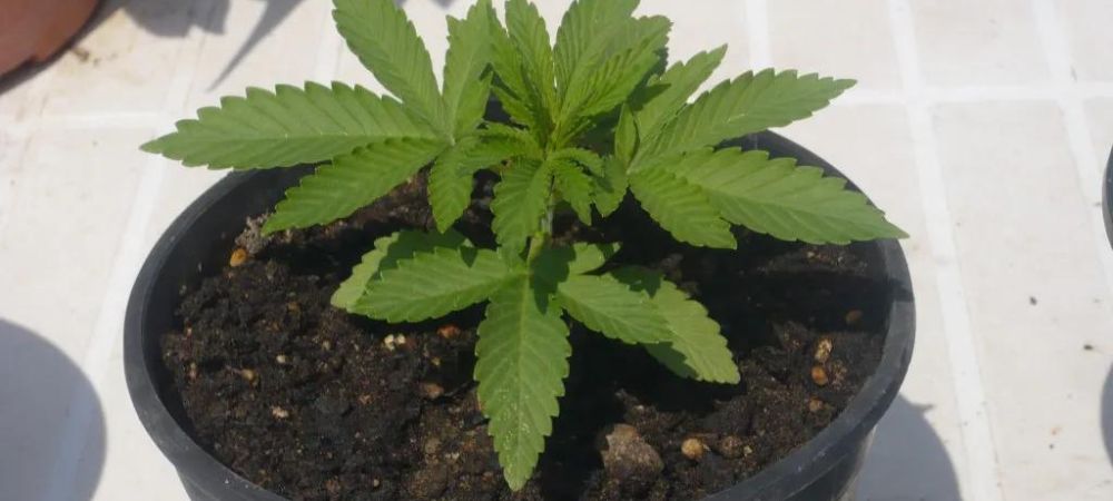 pot plante de cannabis pot plante de cannabis