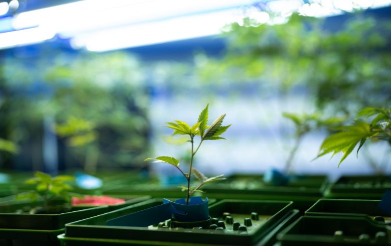 Actualités sur le cannabis